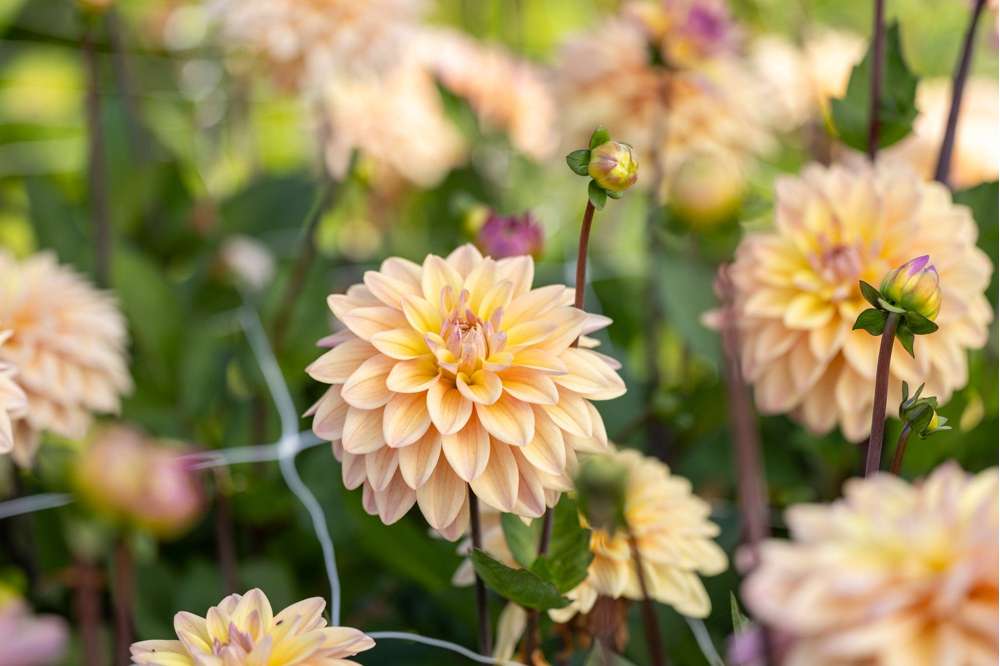 Dahlia 'Mondriaan'
